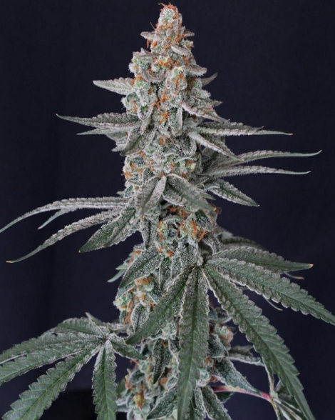 Mellowz #04