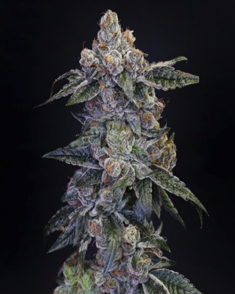 Pienana